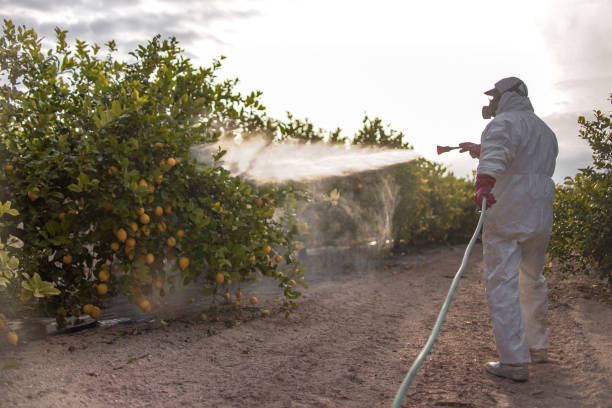 Best Ant Control Services  in Winthrop Harbor, IL