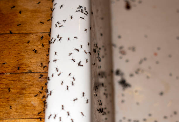 Best Exterminator Services  in Winthrop Harbor, IL