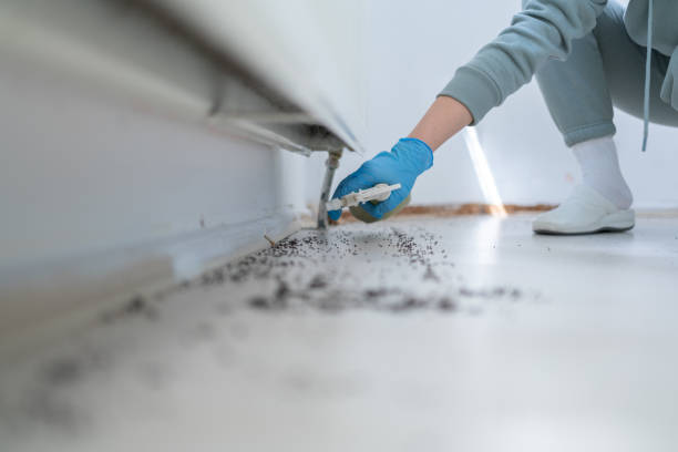 Best Termite Control Services  in Winthrop Harbor, IL